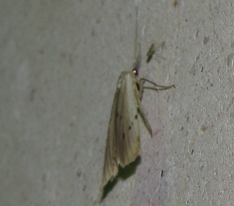 Pelosia muscerda (Erebidae Arctiinae)